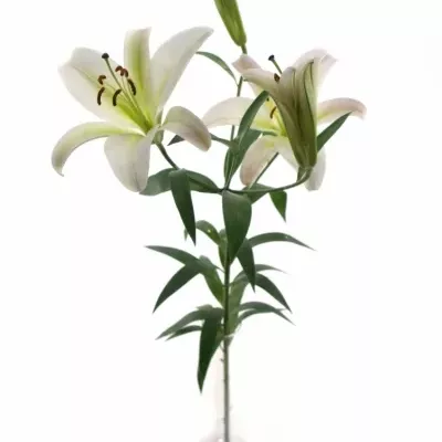 LILIUM OR TIMEZONE 