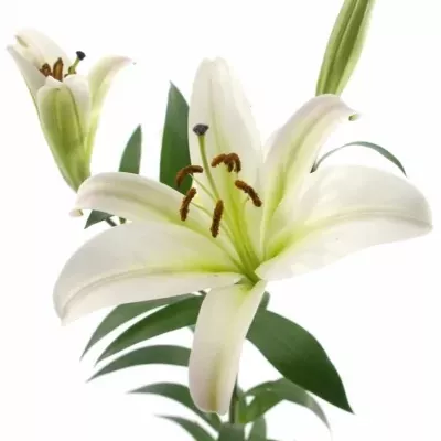 LILIUM OR TIMEZONE 