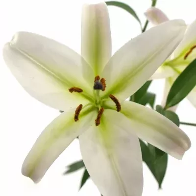 LILIUM OR TIMEZONE 