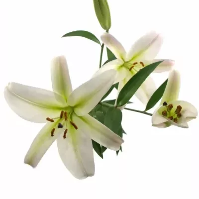 LILIUM OR TIMEZONE 