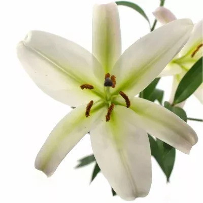 LILIUM OR TIMEZONE 