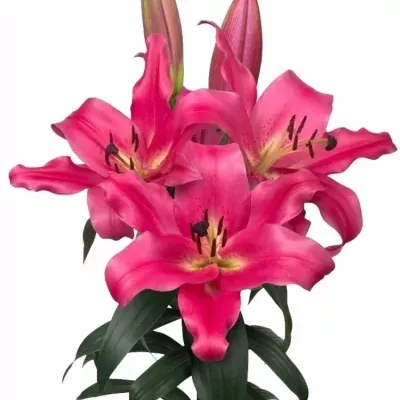 LILIUM OT NOTTING HILL 100cm/4 