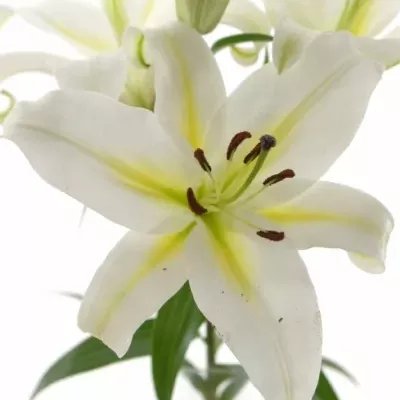 LILLIUM OR COCOSSA