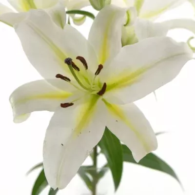 LILLIUM OR COCOSSA