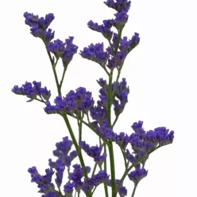 LIMONIUM  MICHIGAN BLUE 75cm/30g