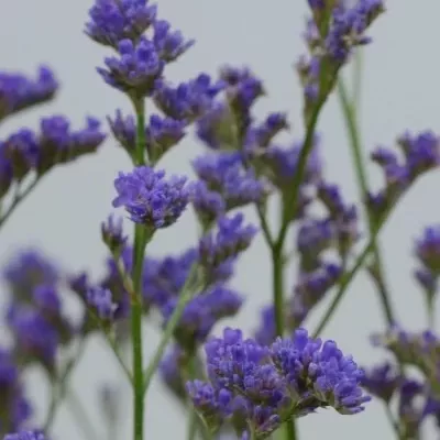 LIMONIUM  MICHIGAN BLUE 75cm/30g