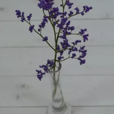 LIMONIUM  MICHIGAN BLUE 75cm/30g