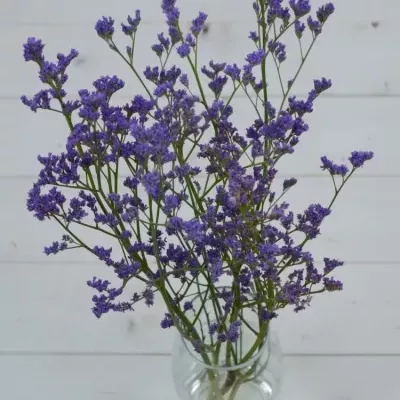 LIMONIUM  MICHIGAN BLUE 75cm/30g