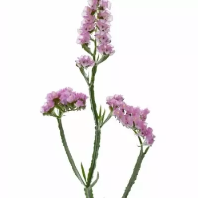 LIMONIUM BARBIE WINGS