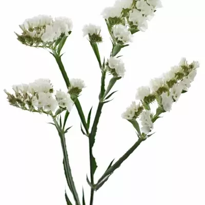 LIMONIUM CRYSTAL WHITE