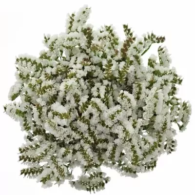 LIMONIUM CRYSTAL WHITE