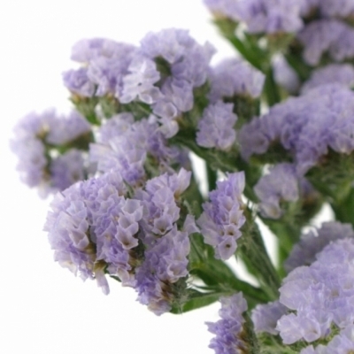 LIMONIUM DONAU BIRDS 