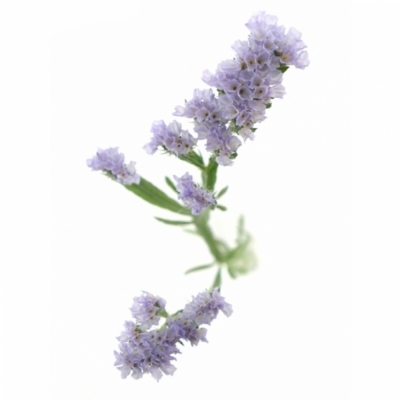 LIMONIUM DONAU BIRDS 