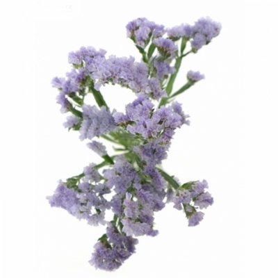 LIMONIUM DONAU BIRDS 