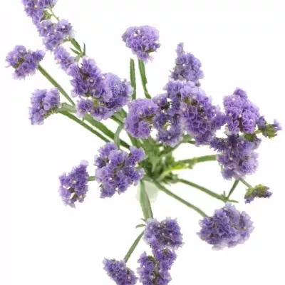 LIMONIUM MADIBA SUN BIRDS