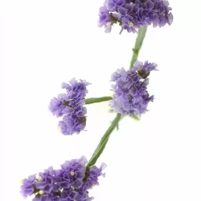 LIMONIUM MADIBA SUN BIRDS