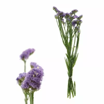 LIMONIUM MADIBA SUN BIRDS