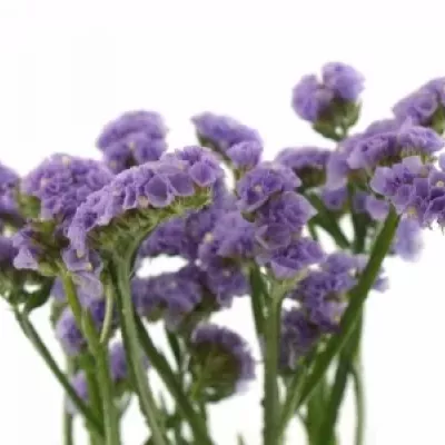 LIMONIUM MADIBA SUN BIRDS