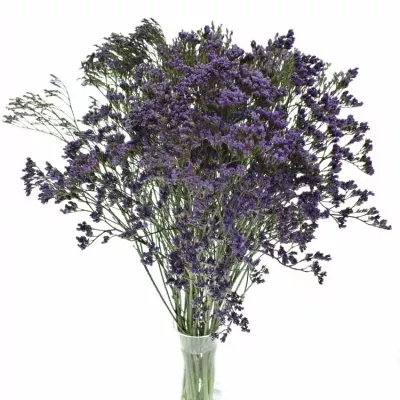 LIMONIUM MAINE BLUE 40g