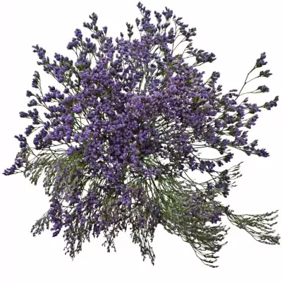 LIMONIUM MAINE BLUE 40g