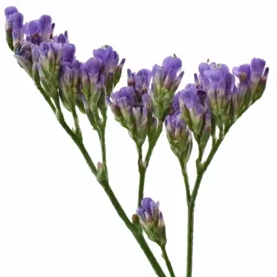 LIMONIUM MAINE BLUE 40g