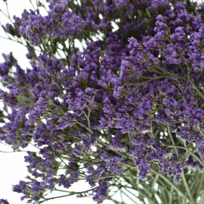 LIMONIUM MAINE BLUE 40g