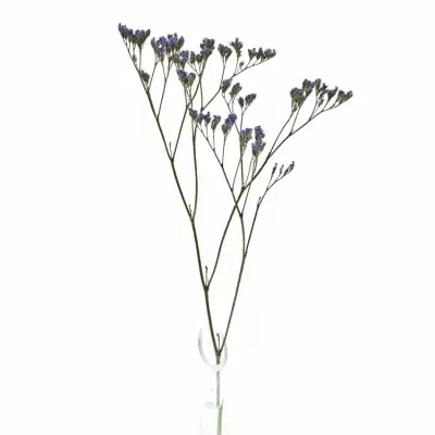 LIMONIUM MAINE BLUE 40g