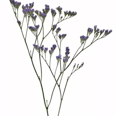 LIMONIUM MAINE BLUE 40g