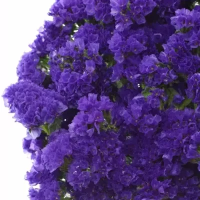 LIMONIUM NAVY SUN BIRDS