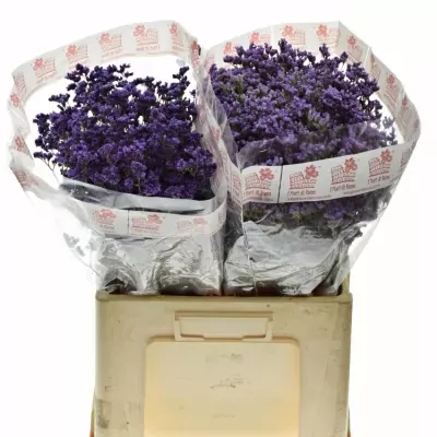 Limonium OHIO BLUE 60cm/50g