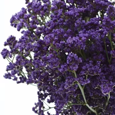 Limonium OHIO BLUE 60cm/50g