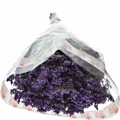 Limonium OHIO BLUE 60cm/50g