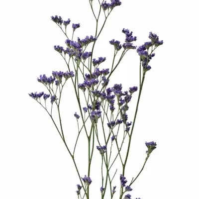 Limonium OHIO BLUE 60cm/50g