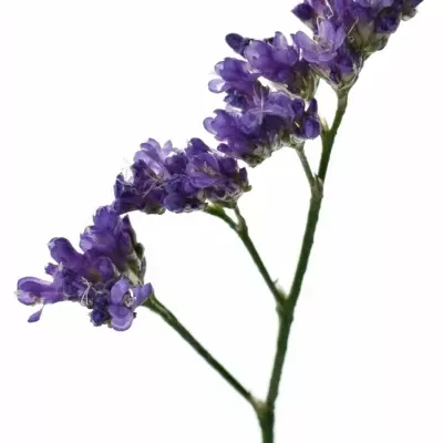 Limonium OHIO BLUE 60cm/50g