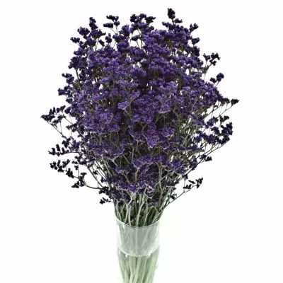 Limonium OHIO BLUE 60cm/50g