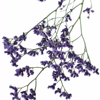 Limonium OHIO BLUE 60cm/50g