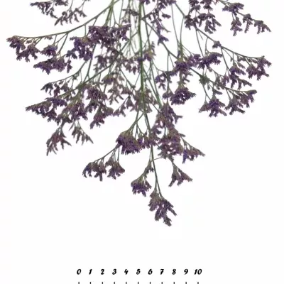 LIMONIUM PIUMA DARK BLUE