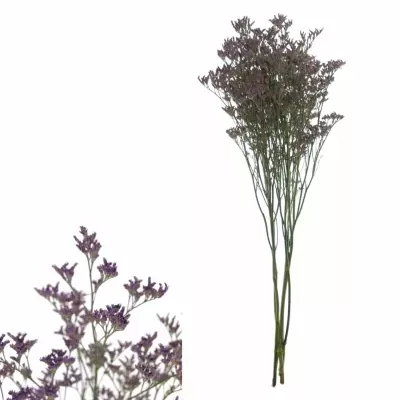 LIMONIUM PIUMA DARK BLUE