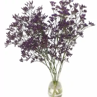 LIMONIUM PIUMA DARK BLUE