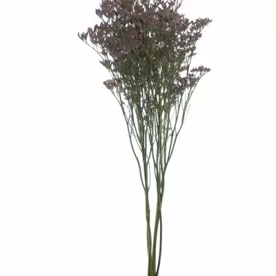 LIMONIUM PIUMA DARK BLUE