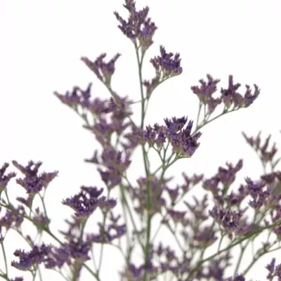 LIMONIUM PIUMA DARK BLUE