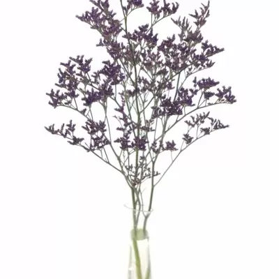 LIMONIUM PIUMA DARK BLUE