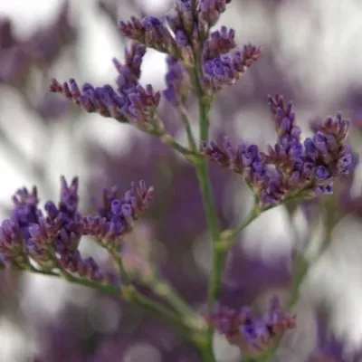 LIMONIUM PIUMA DARK BLUE