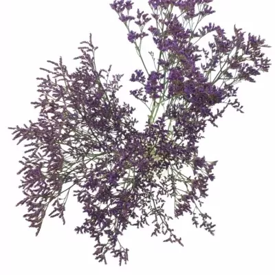 LIMONIUM PIUMA DARK BLUE