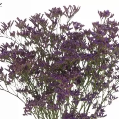 LIMONIUM PIUMA DARK BLUE