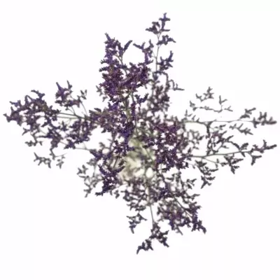 LIMONIUM PIUMA DARK BLUE