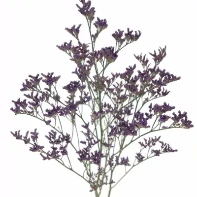 LIMONIUM PIUMA DARK BLUE