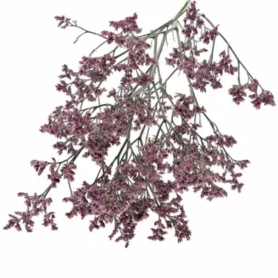 Limonium PIUMA PINK TOUCH 50cm/30g