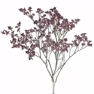 Limonium PIUMA PINK TOUCH 50cm/30g