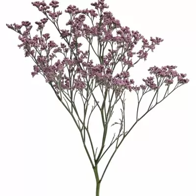 Limonium PIUMA PINK TOUCH 50cm/30g